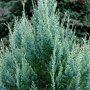 Chamaecyparis lawsoniana 'White Spot'
